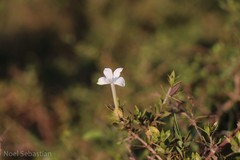 Barleria noctiflora